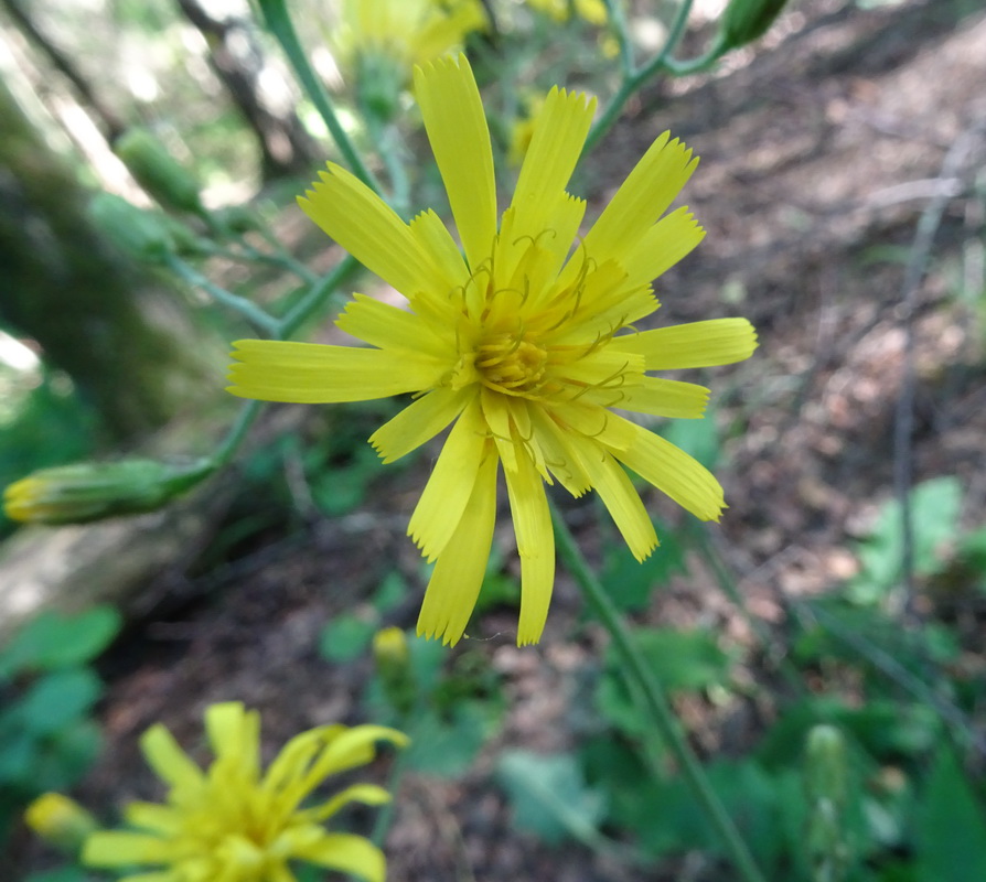 Изображение особи род Hieracium.