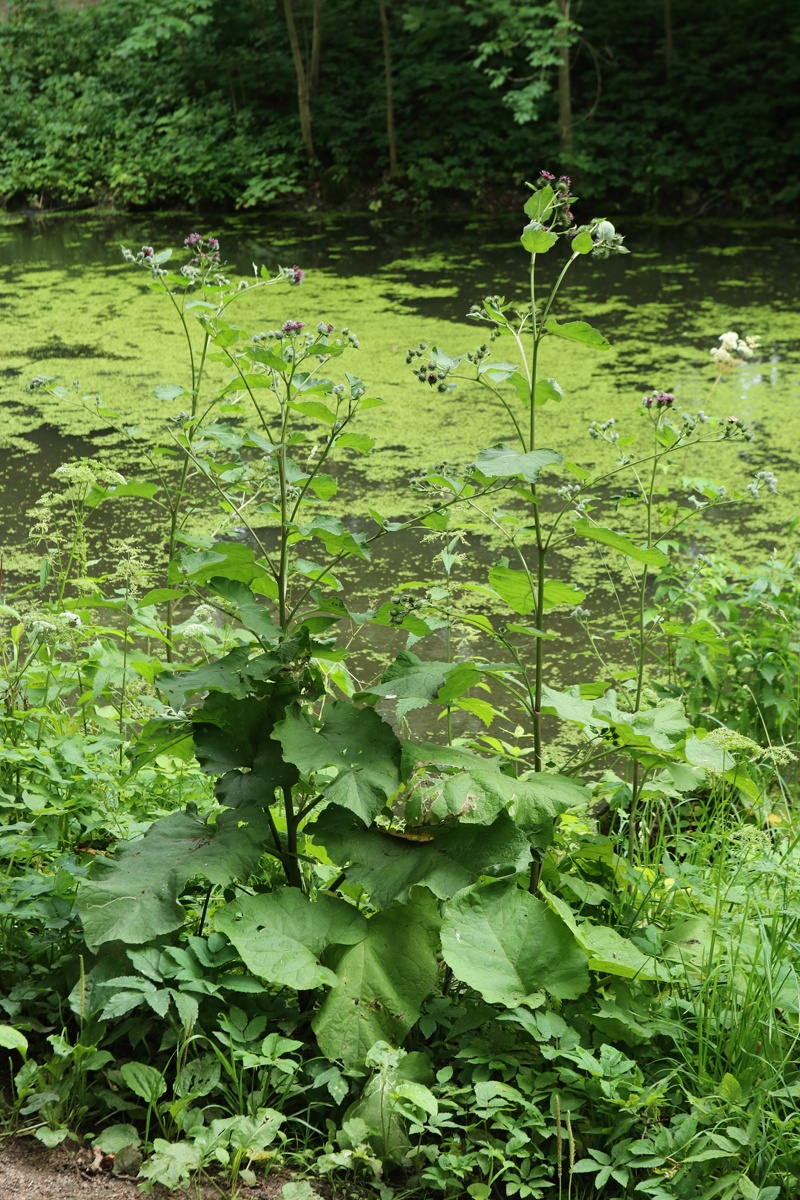 Image of Arctium &times; ambiguum specimen.