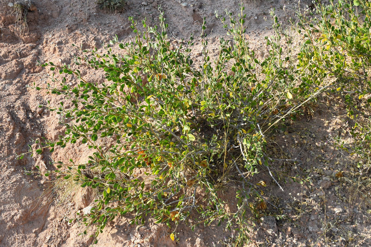 Image of Zygophyllum atriplicoides specimen.