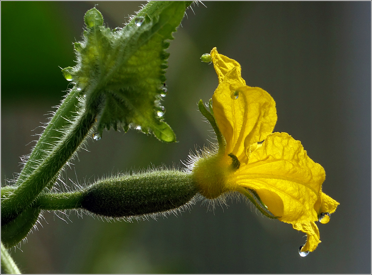 Изображение особи Cucumis sativus.