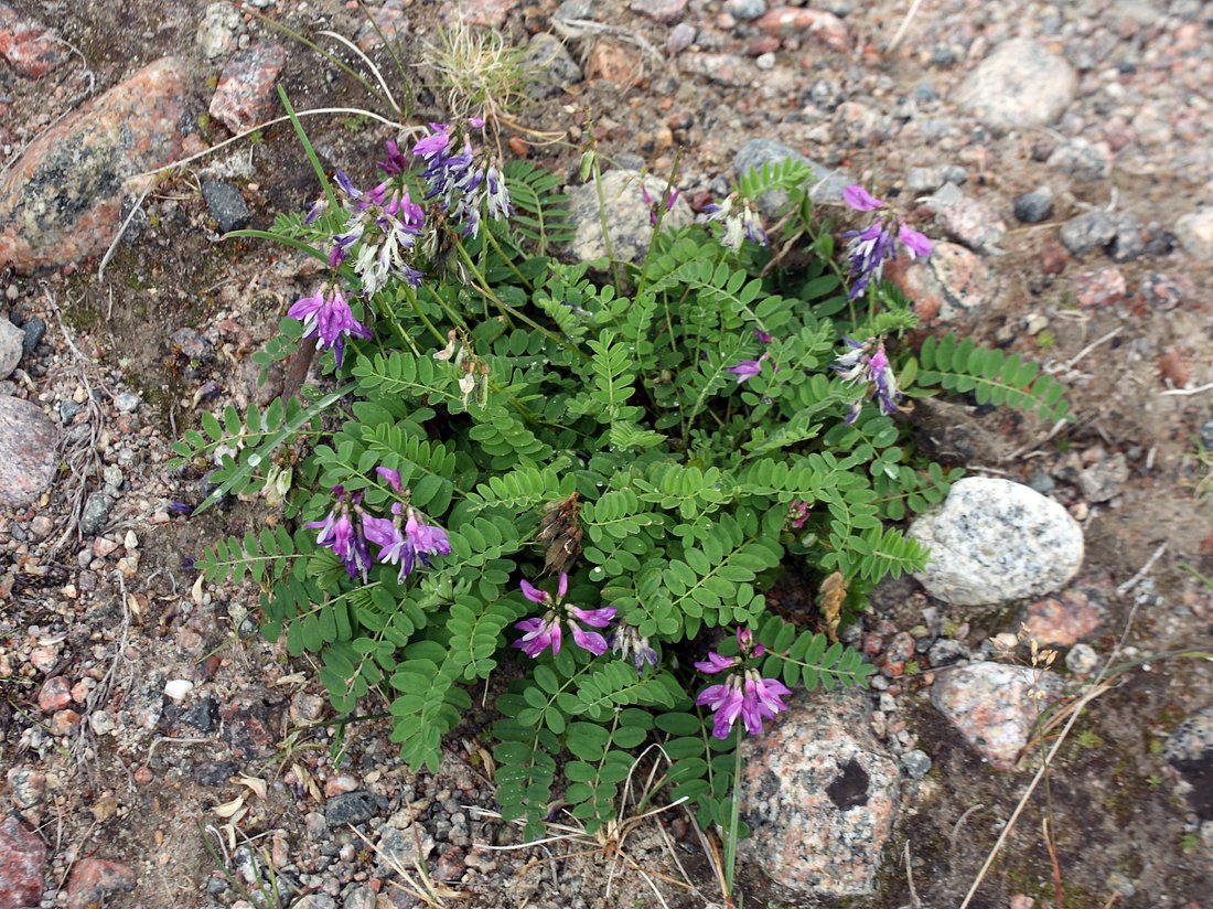 Изображение особи Astragalus subpolaris.