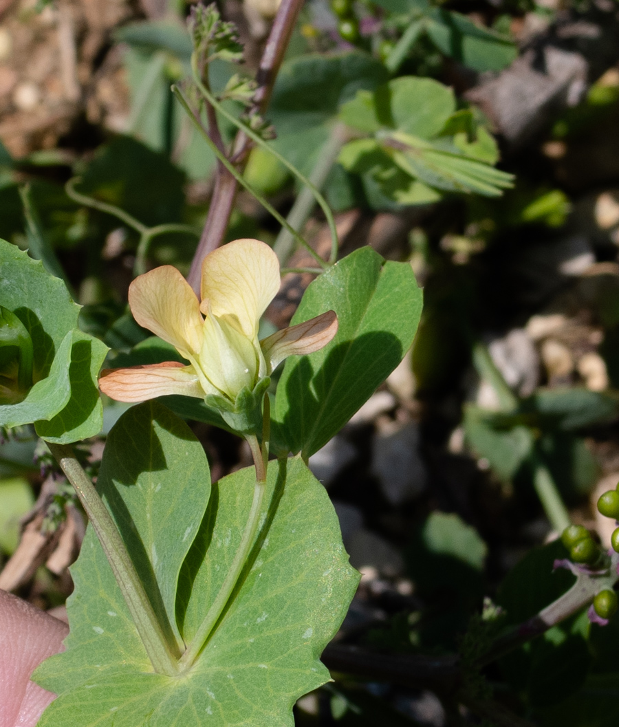 Изображение особи Lathyrus fulvus.