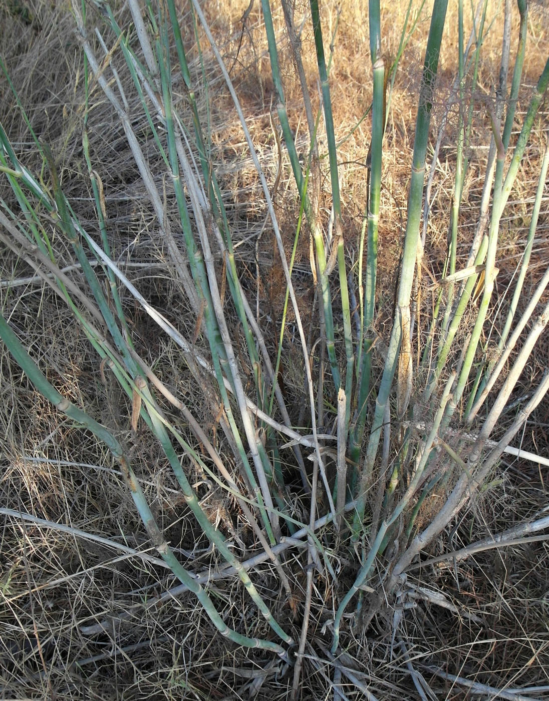 Изображение особи Foeniculum vulgare.