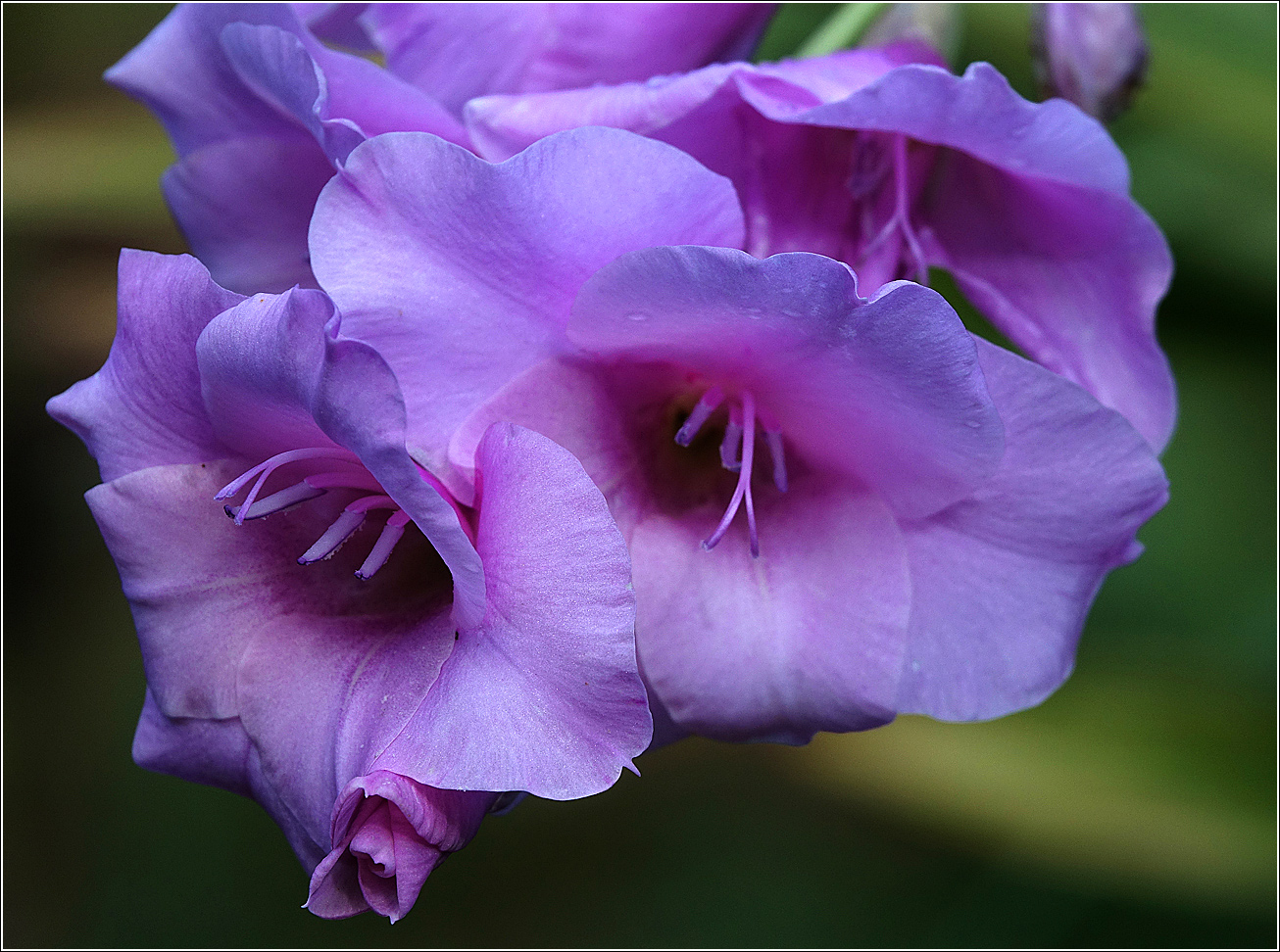 Image of Gladiolus × gandavensis specimen.