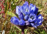 Gentiana scabra