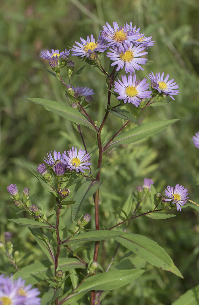 Изображение особи Symphyotrichum &times; salignum.