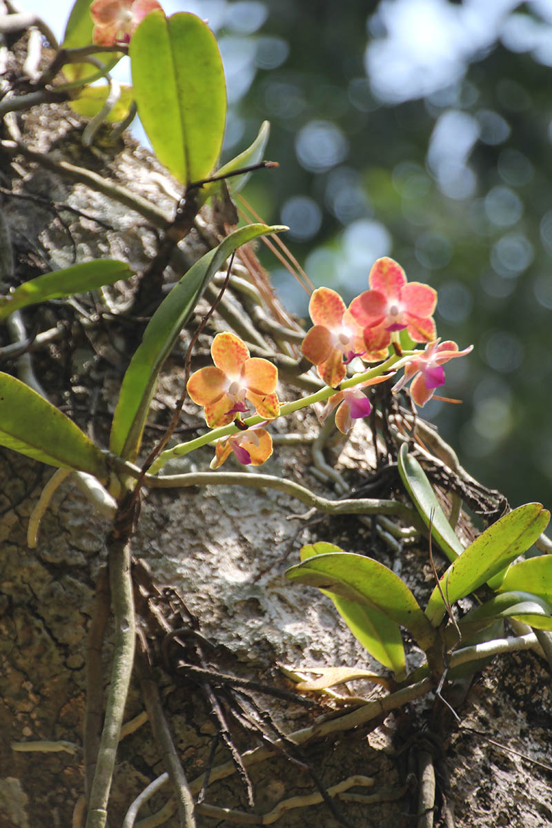 Изображение особи род Phalaenopsis.