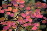 Amelanchier