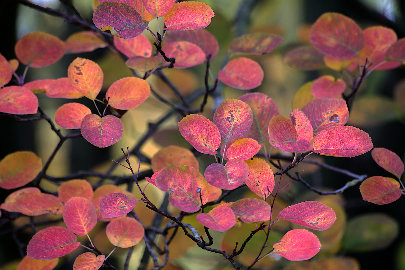 Изображение особи род Amelanchier.