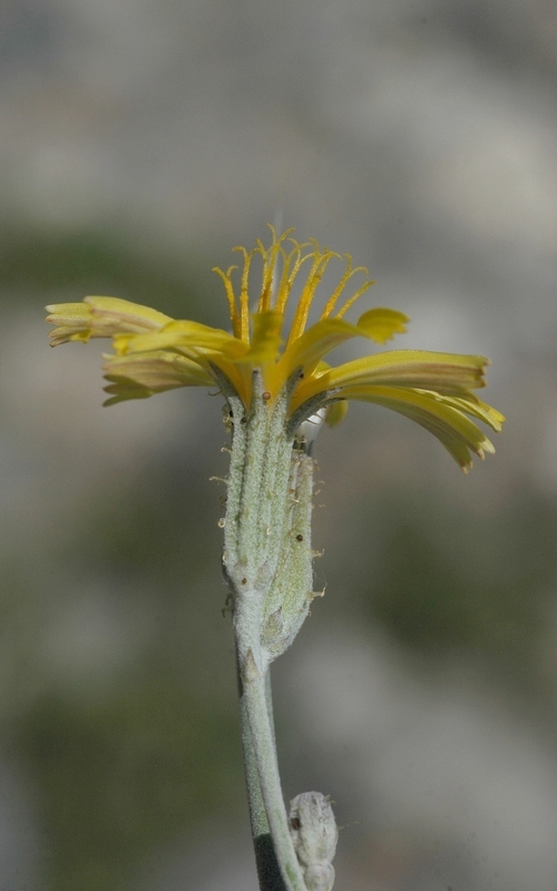 Изображение особи Chondrilla piptocoma.