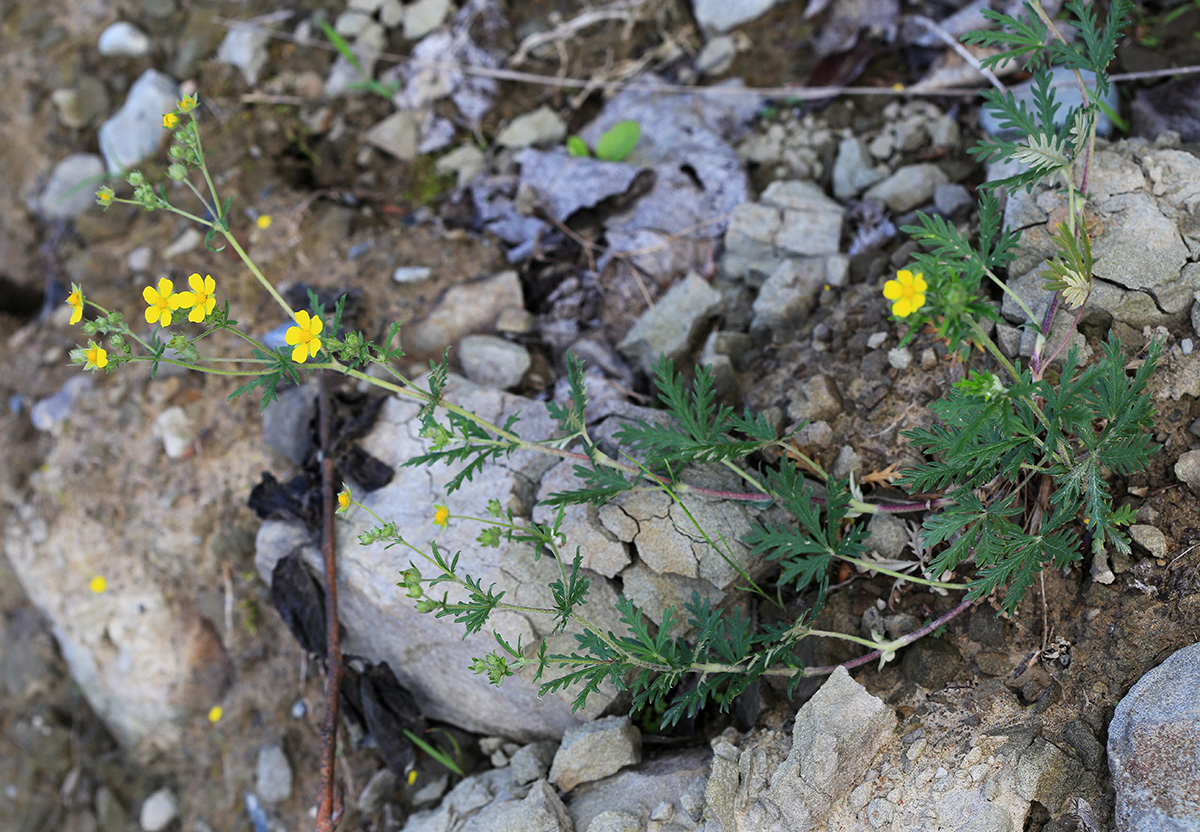 Изображение особи Potentilla argentea.