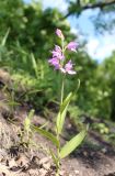 Cephalanthera rubra