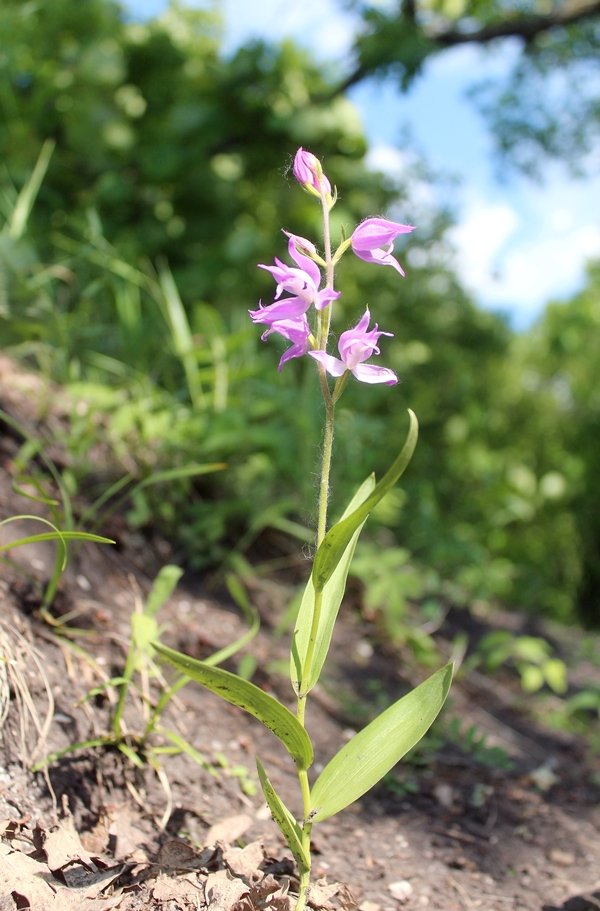 Image of Cephalanthera rubra specimen.