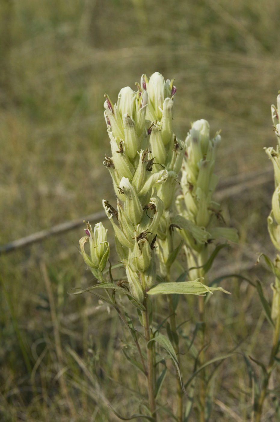 Изображение особи Castilleja pallida.