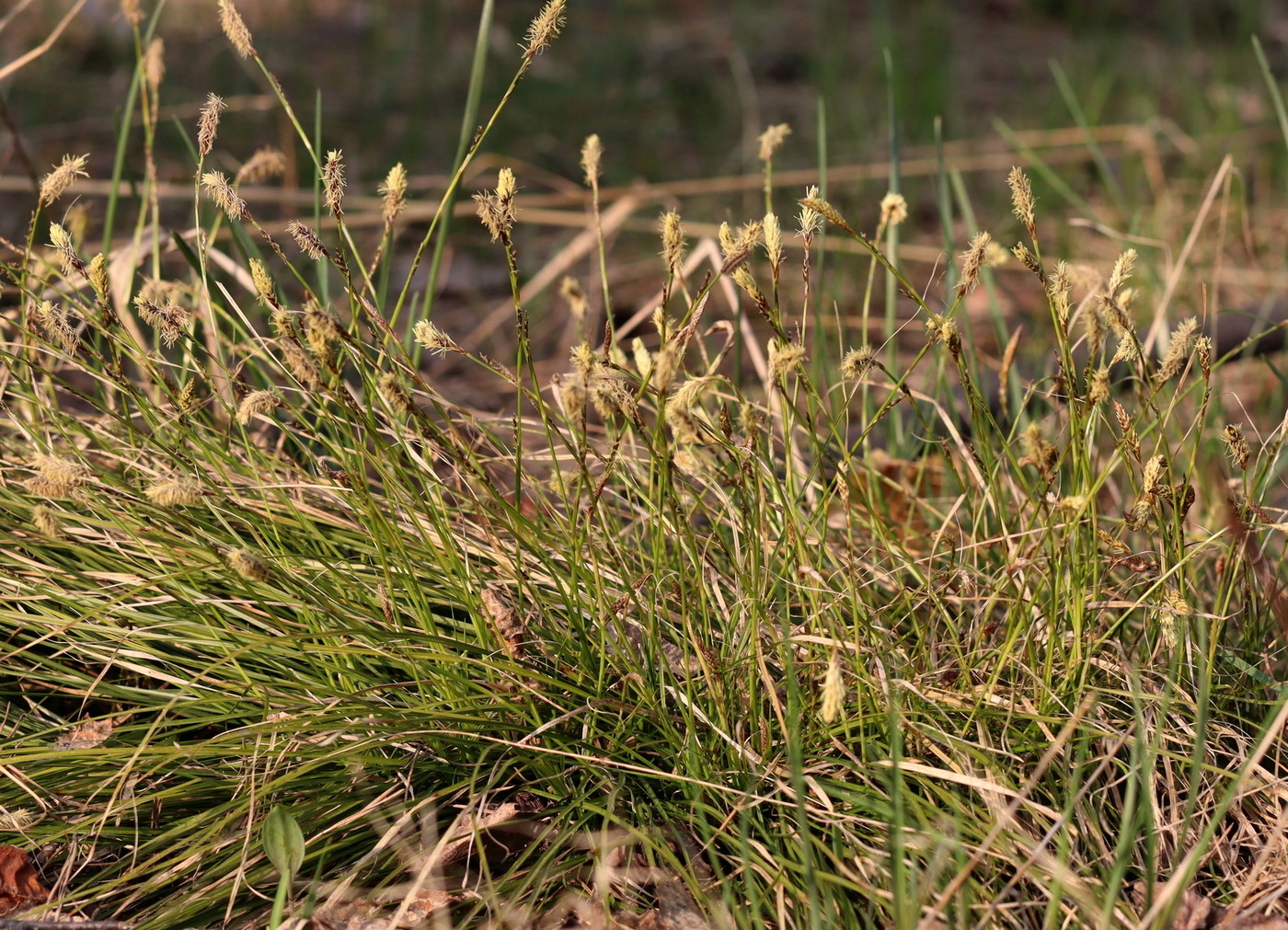 Изображение особи Carex macroura.