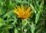 Trommsdorffia ciliata