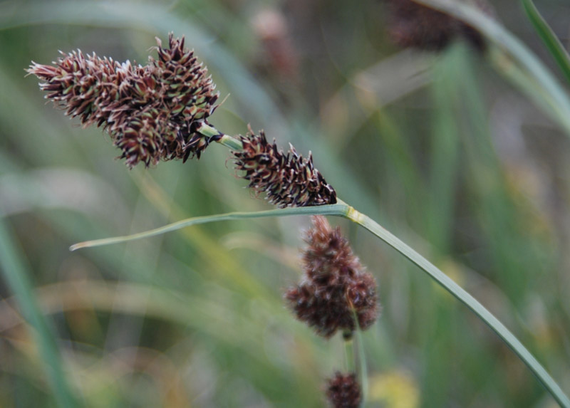 Изображение особи Carex melananthiformis.