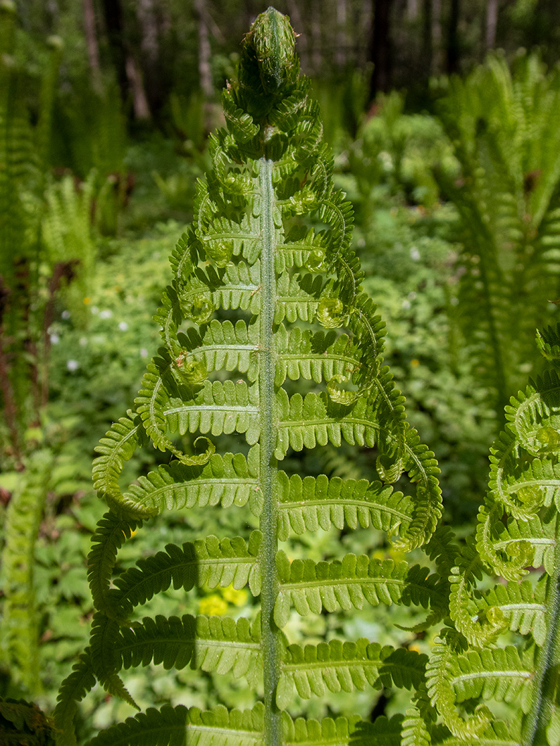 Image of Matteuccia struthiopteris specimen.