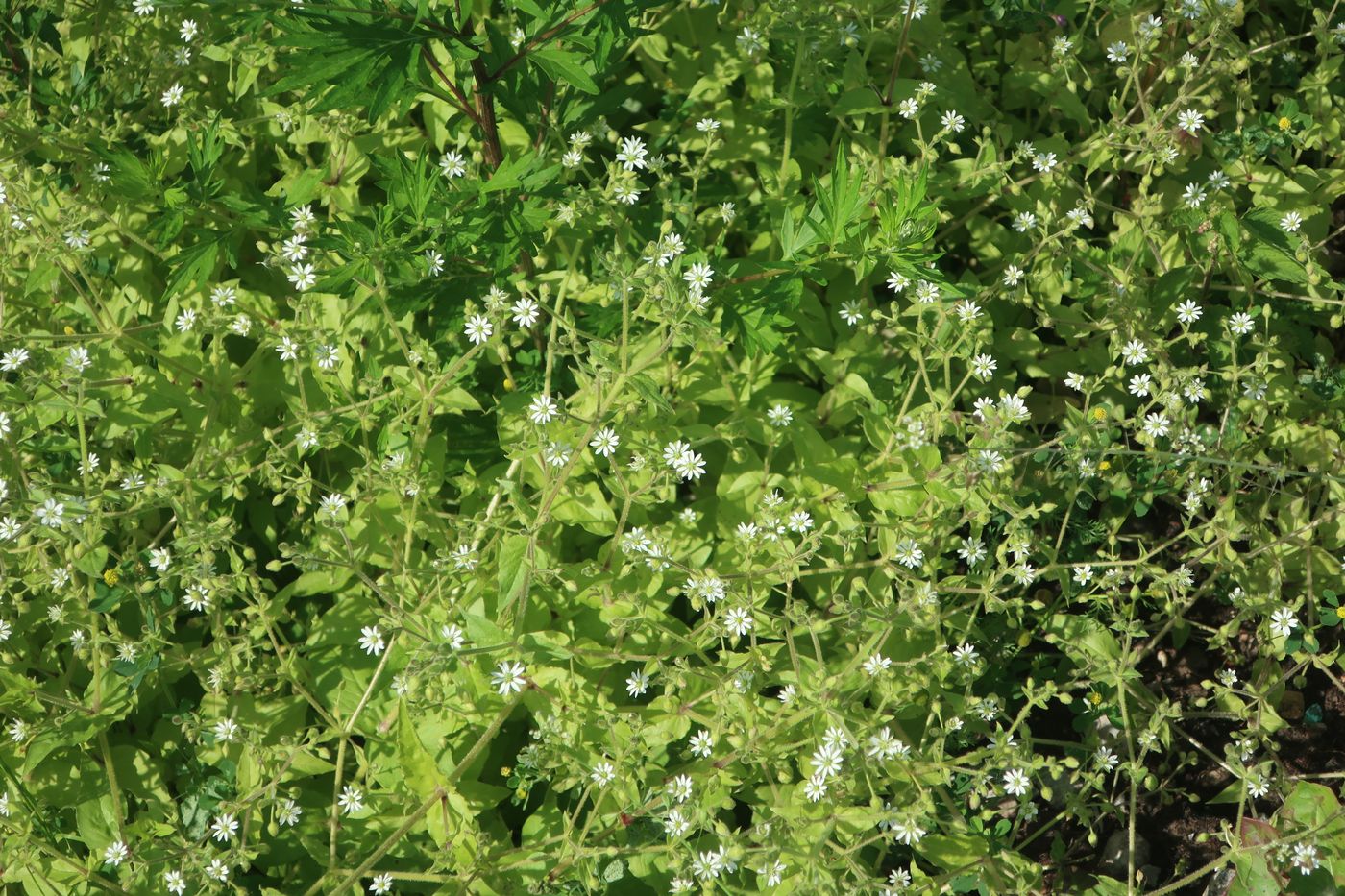 Image of Myosoton aquaticum specimen.