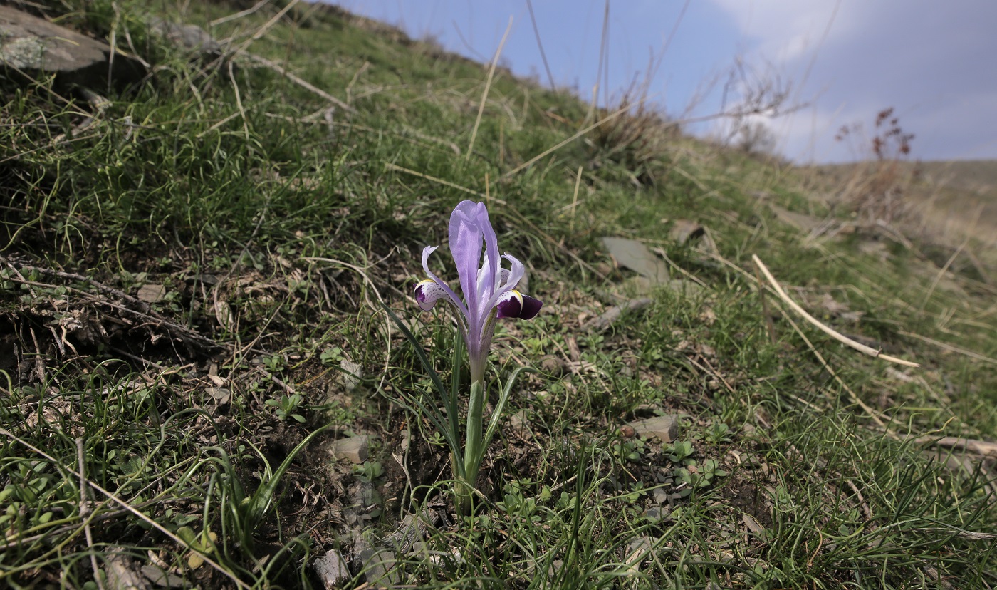 Изображение особи Iridodictyum kolpakowskianum.