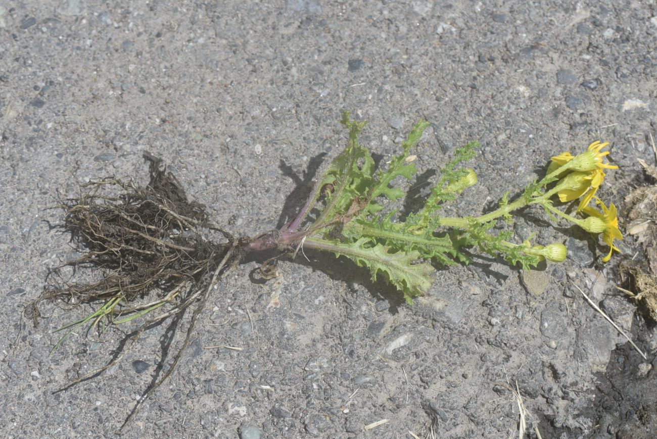 Image of Senecio sosnovskyi specimen.