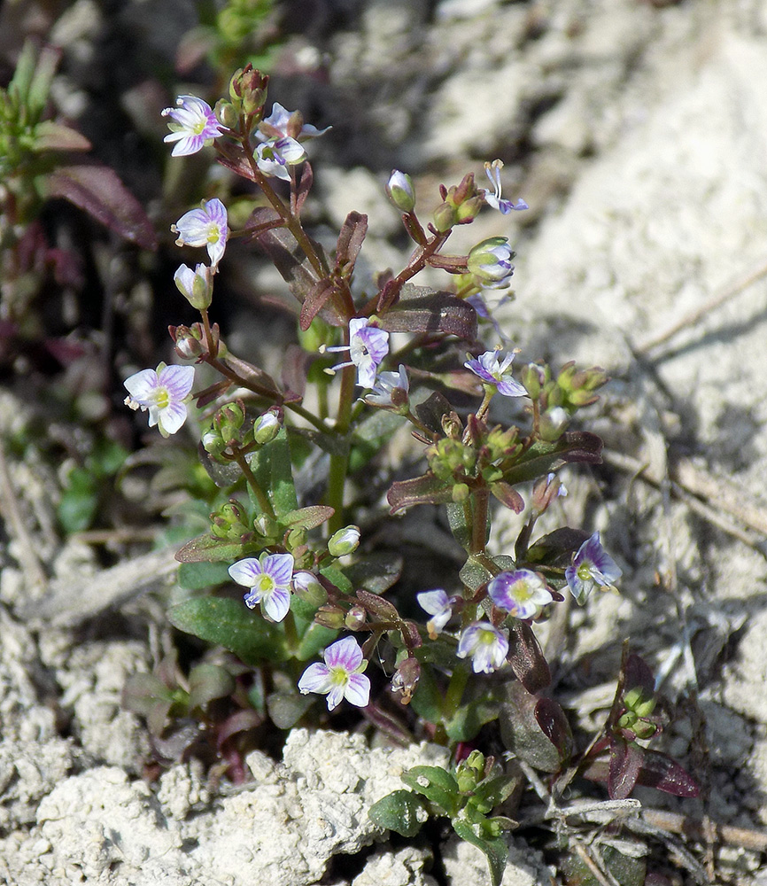 Image of Veronica anagallis-aquatica specimen.