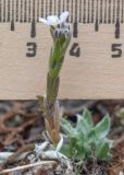 Eritrichium caucasicum