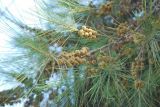 Casuarina equisetifolia