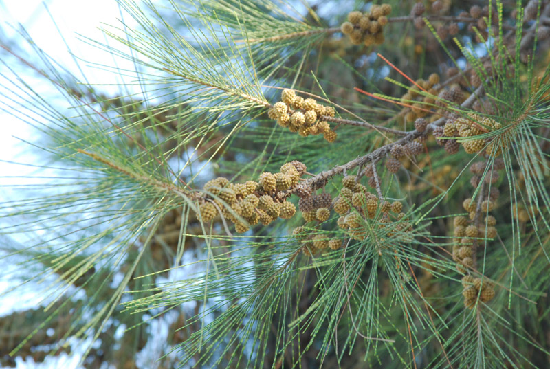 Изображение особи Casuarina equisetifolia.