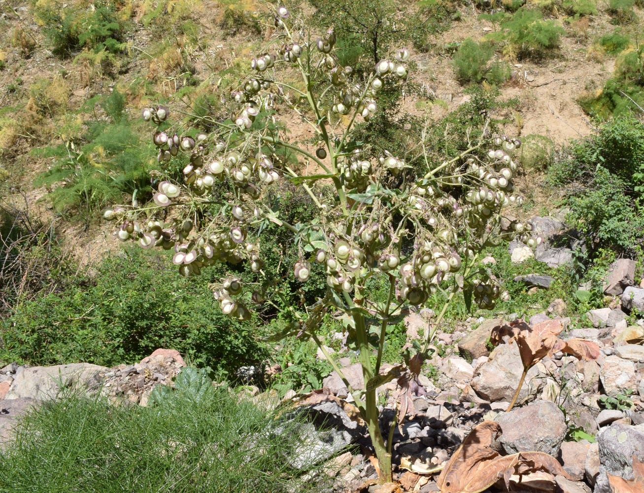 Image of Megacarpaea orbiculata specimen.