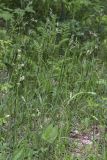 Viscaria vulgaris. Группа цветущих растений. Саратов, Октябрьское ущелье, лиственный лес, затенённая обочина тропинки под пологом деревьев. 28.05.2017.