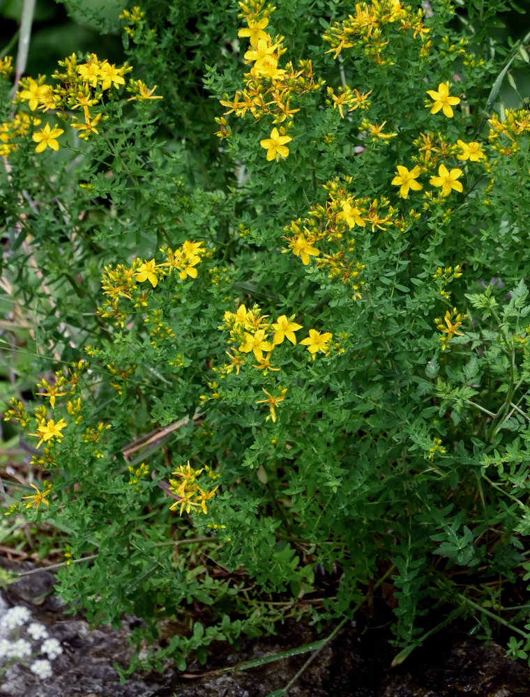 Image of genus Hypericum specimen.