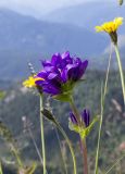 Campanula glomerata ssp. oblongifolioides