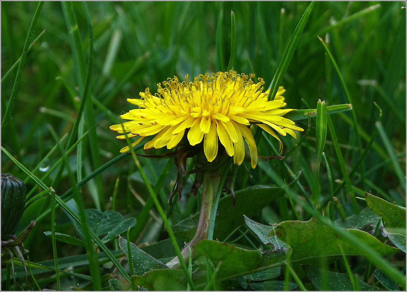 Image of Taraxacum officinale specimen.