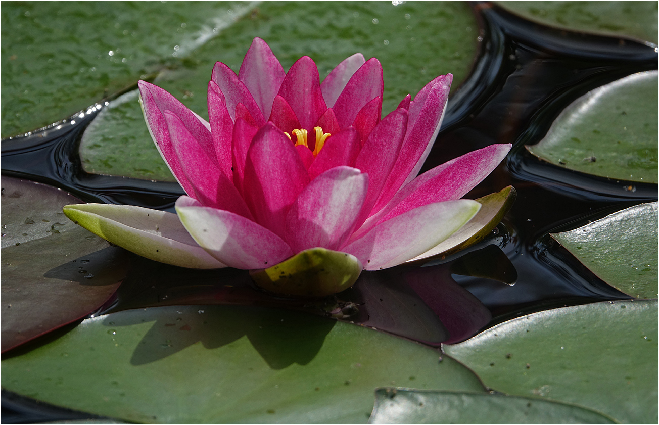Изображение особи Nymphaea &times; marliacea.