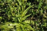 Lychnis wilfordii