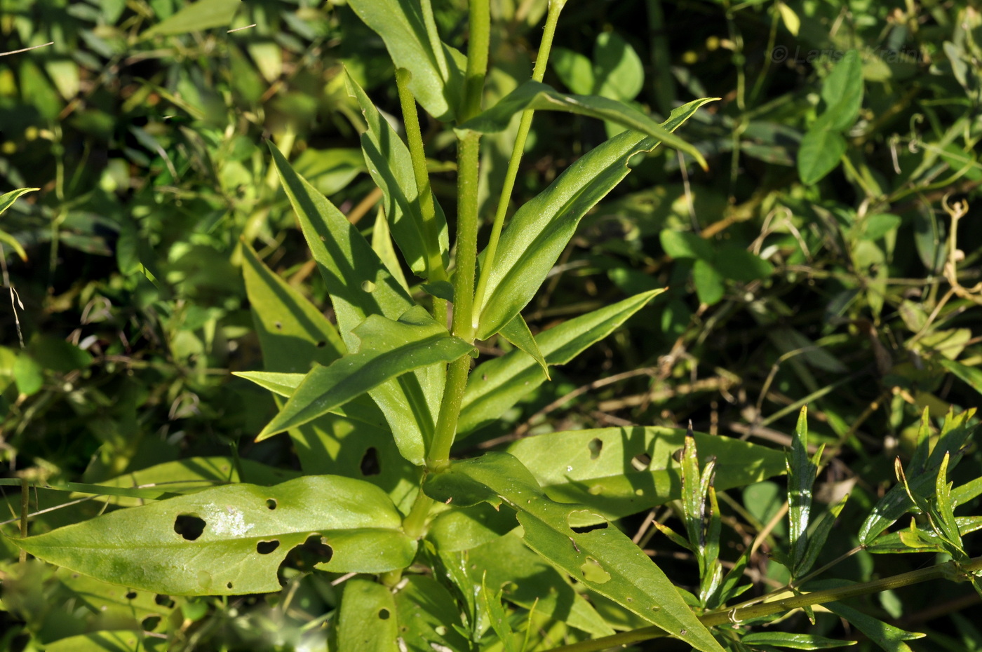 Image of Lychnis wilfordii specimen.