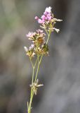 Gypsophila patrinii