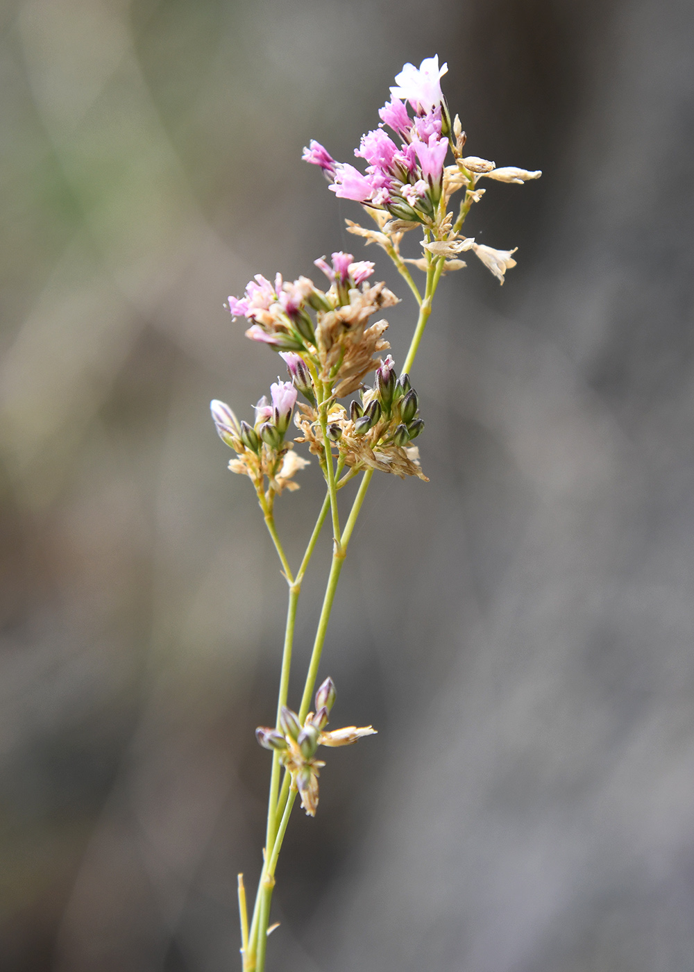 Image of Gypsophila patrinii specimen.
