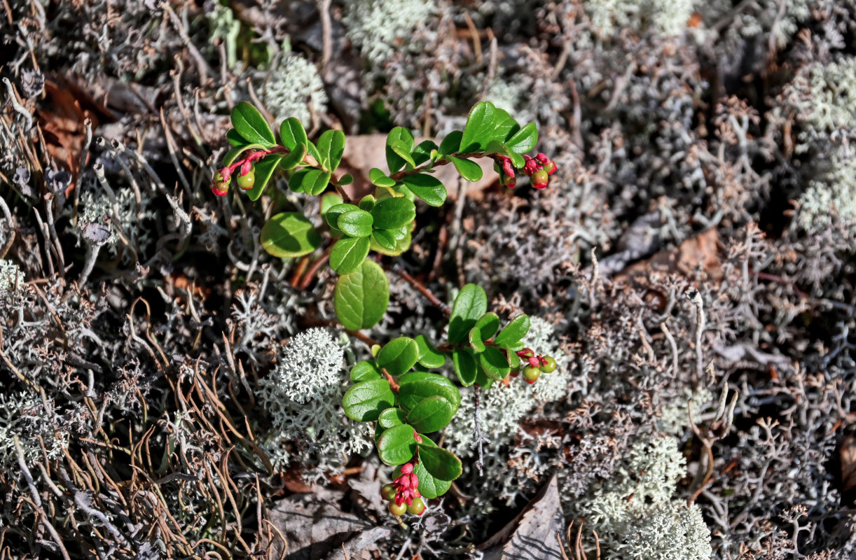 Image of Vaccinium vitis-idaea specimen.