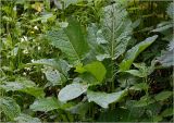 Rumex obtusifolius