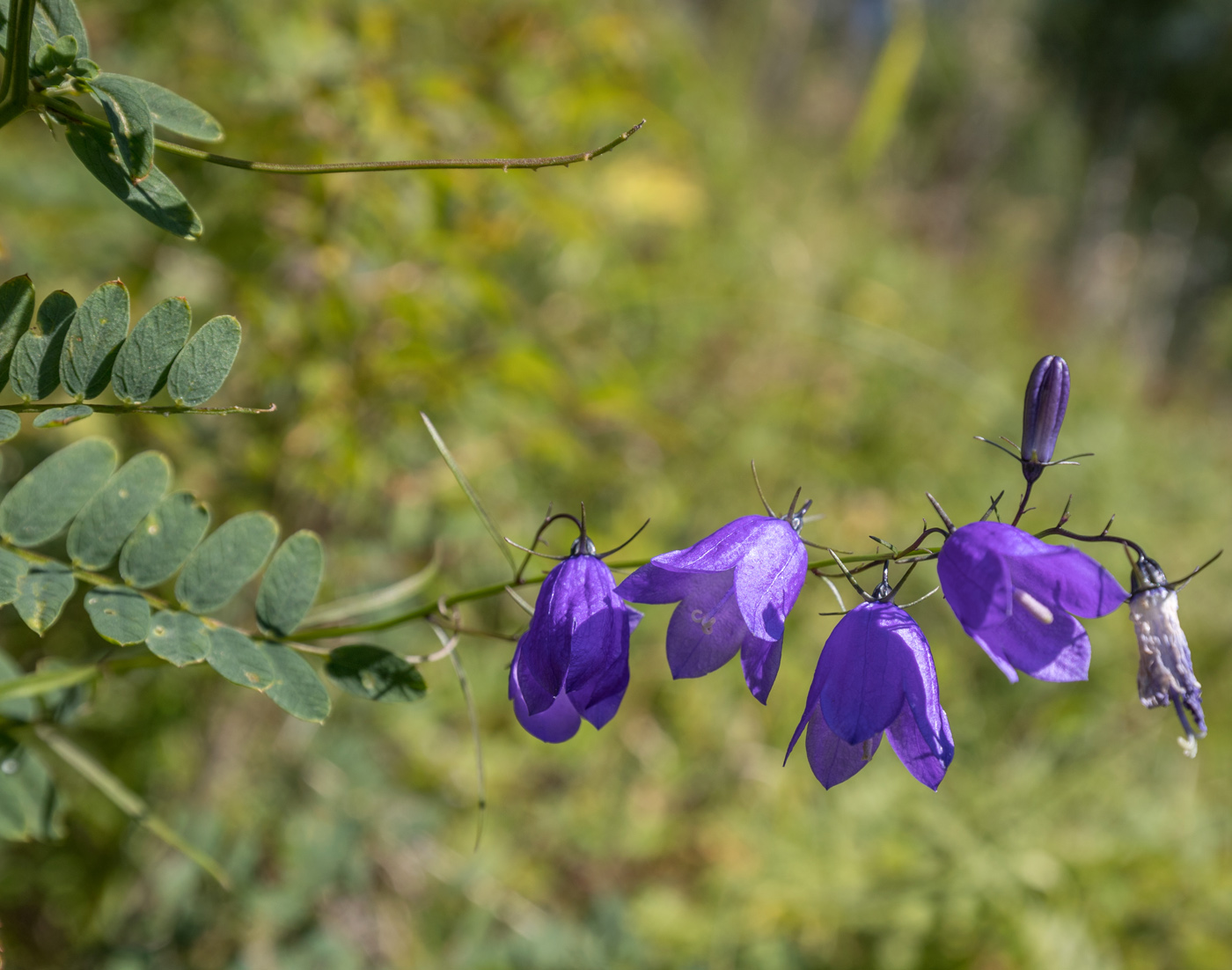 Image of Campanula rotundifolia specimen.