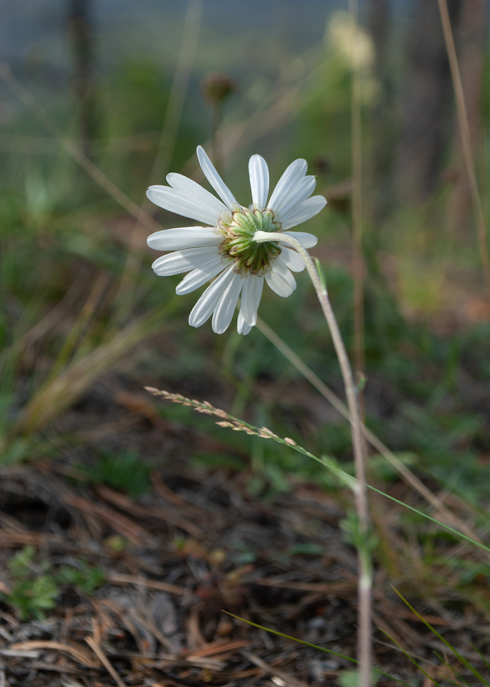 Изображение особи Chrysanthemum zawadskii.