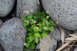 Circaea alpina