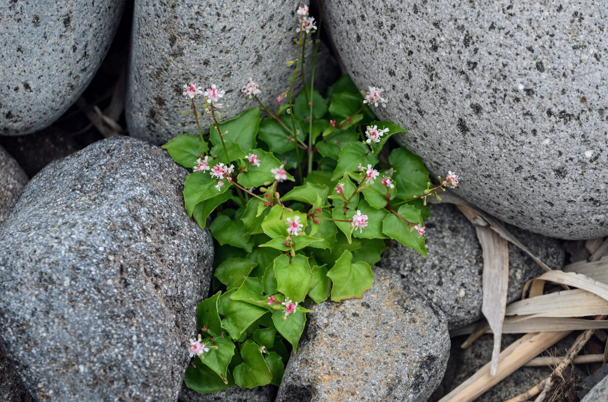 Изображение особи Circaea alpina.