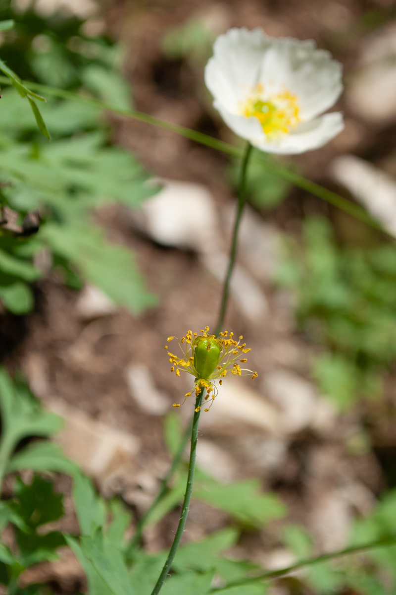 Image of Papaver nudicaule ssp. gracile specimen.