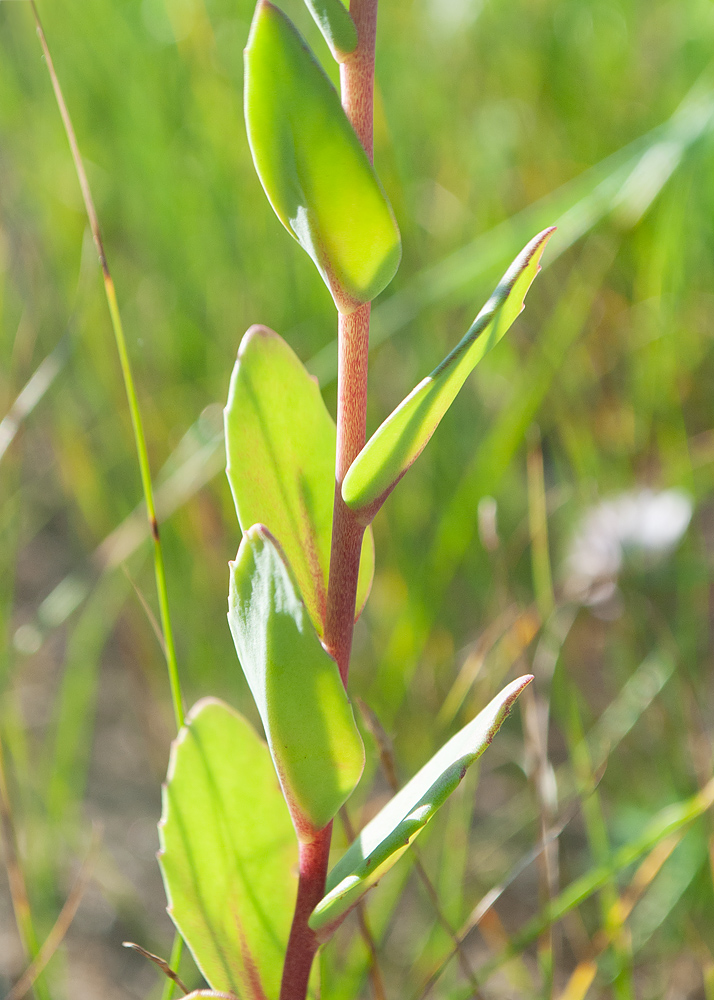 Image of Hylotelephium sukaczevii specimen.