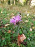 Centaurea salicifolia. Верхушка побега с соцветиями. Краснодарский край, городской округ Сочи, Хостинский р-н, гора Бытха, опушка дубового леса. 01.11.2023.