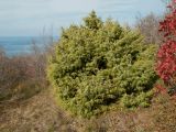 Juniperus deltoides. Вегетирующее растение. Краснодарский край, м/о Анапа, окр. пос. Супсех, обрывистый приморский склон. 05.11.2016.