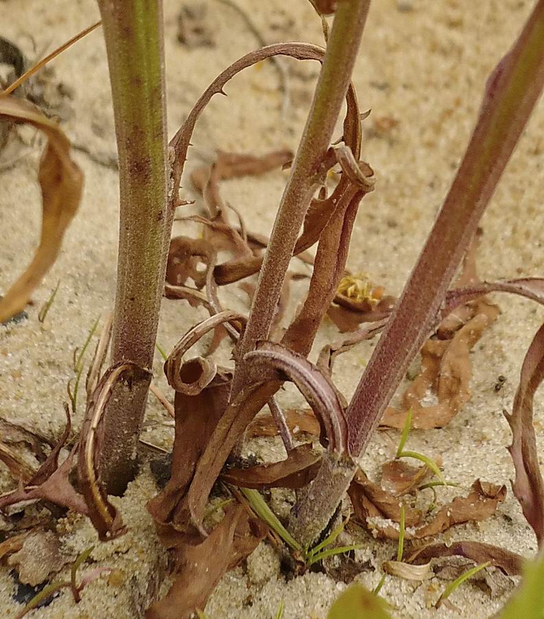 Изображение особи Crepis tectorum.